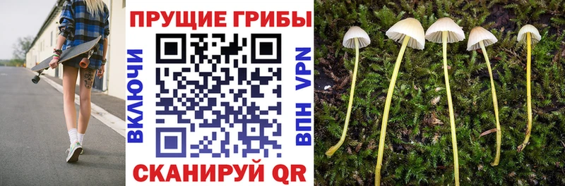Псилоцибиновые грибы Psilocybine cubensis  Пучеж 